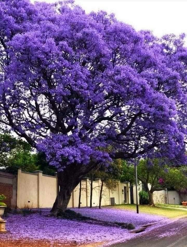 अमेरिकी जादूगर के नीले जादू की क़ैद में हिमाचल..!!