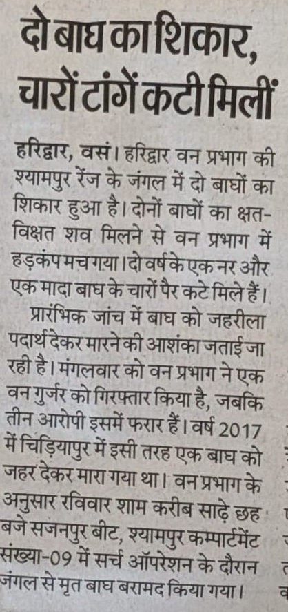 दो बाघों का शिकार चारों टांग कटी मिली