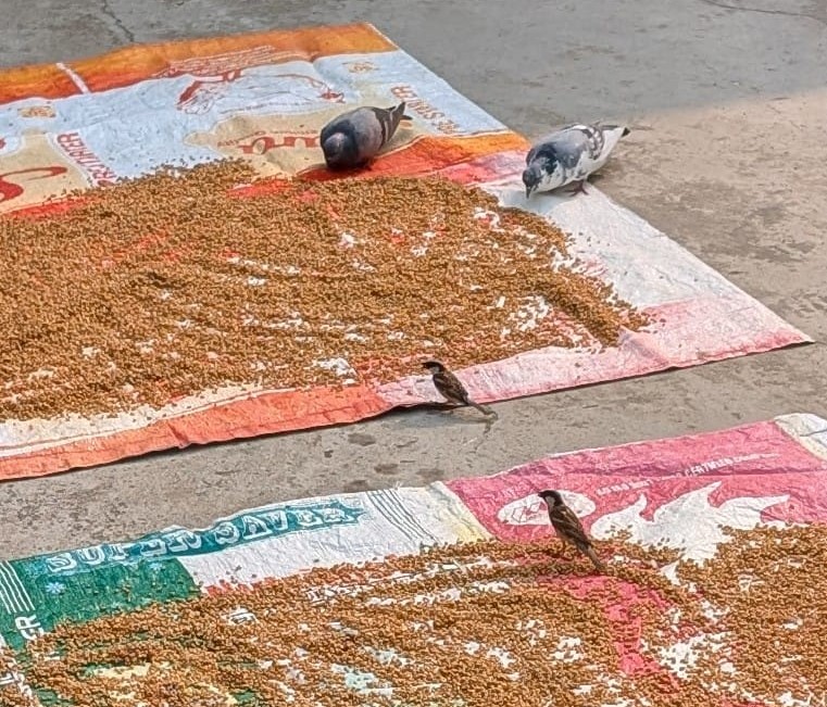 पसंदीदा है गौरैया का गेहूँ चुगना