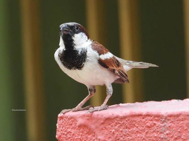 भारत में गौरैया : सभी मनमोहक-आकर्षक  
