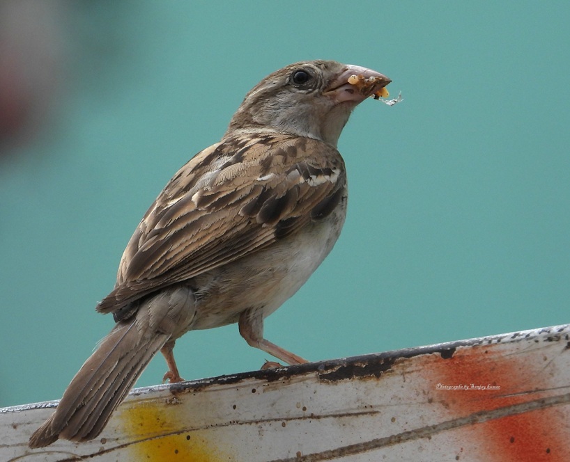 Why is sparrow conservation important?