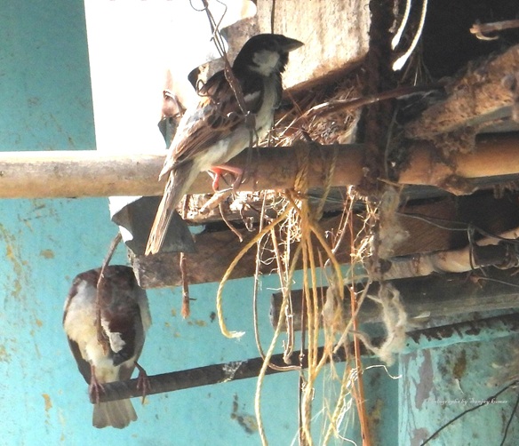 गौरैया का घर: 4 इंच का संसार