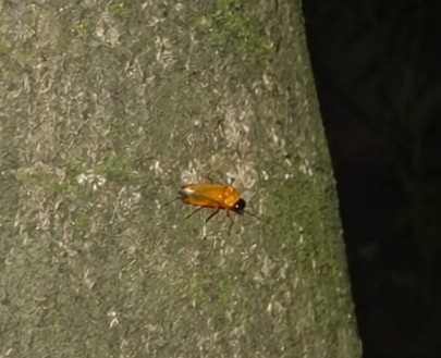 WHEN THE NIGHT BEGAN TO GLOW: A Firefly Walk in Southern Patna