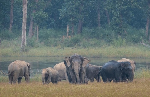 भारत हाथी संरक्षण के प्रति  प्रतिबद्ध