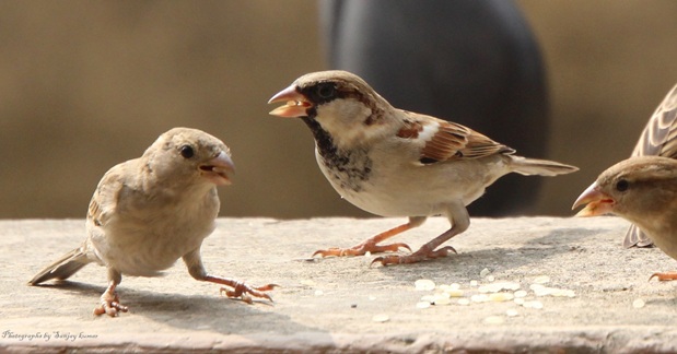 एक गौरैया का आहार रोज़ाना 2 से 6 ग्राम दाना