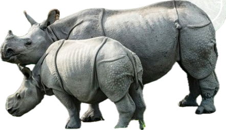 गैंडा संरक्षण की कोशिशों से बढ़ी उम्मीद, लेकिन कई प्रजातियां अब भी संकट में